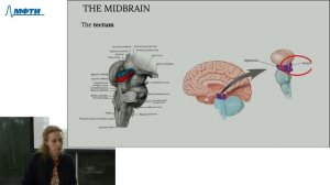 Введение в когнитивные науки и нейронауки, Соловьева К. П. 14.10.2021г.