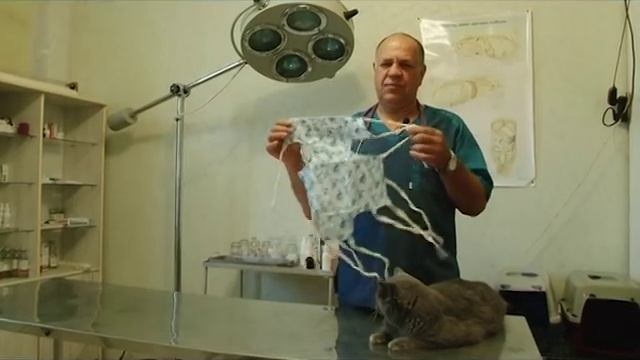 Зоосоветы: Как помочь кошке после стерилизации смотреть онлайн