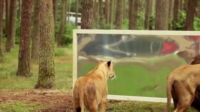 Что не так с фонетикой английского? смотреть онлайн