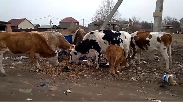 Астраханские голодные коровы вынуждены питаться листвой у мусорных баков смотреть онлайн