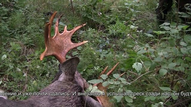 Видеоотзыв на охоту на лося "На реву" в Удмуртии. Rufjagd auf Elchwild смотреть онлайн