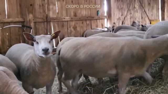 Самые мясные овцы! Британская селекция! Ярки Шароле скоро в России! Разведение овец как бизнес! смотреть онлайн