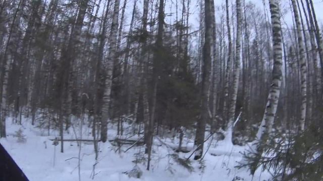 Охота на лося с лайкой. Добыл быка.Разделал лося за 30 мин. смотреть онлайн