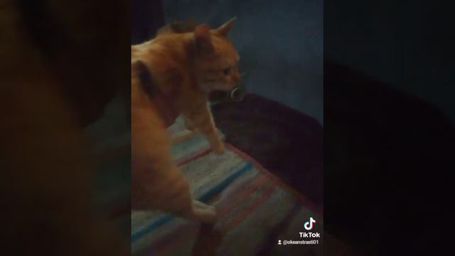 Пуфыстик любимый,вырос,пожирнел😅🤭 У вас есть домашние животные? #блогер #рекомендации #рыжийкот смотреть онлайн