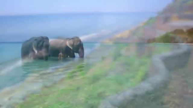 Будьте равнодушными к боли и удовольствиям [Шри Нисаргадатта, озв. Никошо] смотреть онлайн