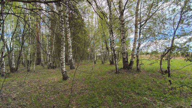 Весенний лес. ч.6. Май 2024 смотреть онлайн