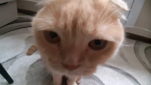 Вася и Лео на Мальдивах! Васе приснился сон смотреть онлайн