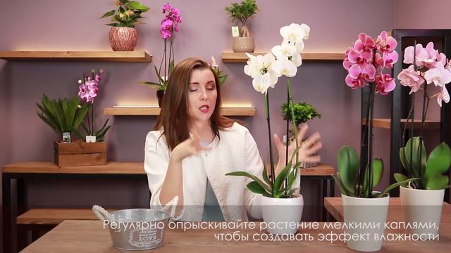 Правильный уход за орхидеей Фаленопсис в домашних условиях. Полив, цветение, освещение смотреть онлайн