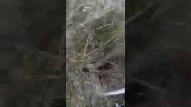 Сбор осенних грибов 08.11.2018,, синюшки,, смотреть онлайн