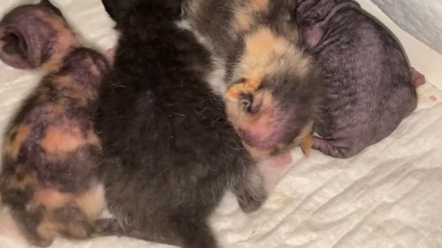 Новорождённые котята, Донские Сфинксы 27.11.21.Все вместе наблюдаем, как они будут скидывать шёрстк смотреть онлайн