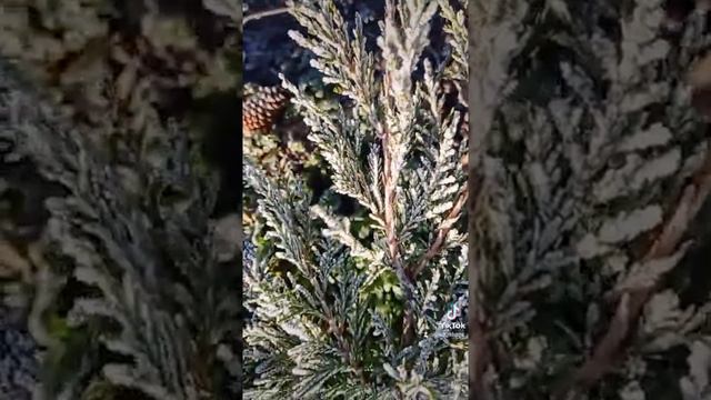 Хвойные в ноябре. смотреть онлайн