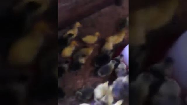 гусята линда и серые 3 дня отроду ) смотреть онлайн