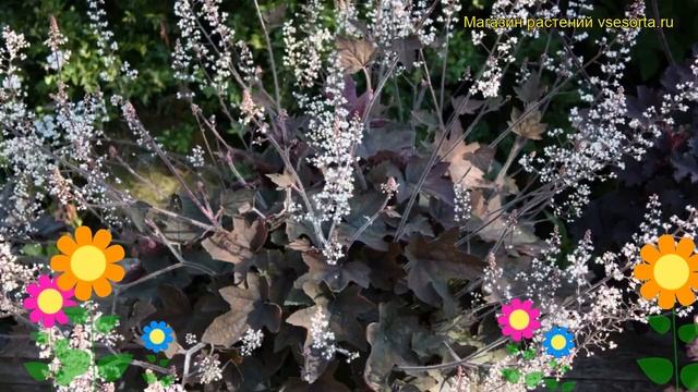 Гейхерелла гибридная Арт Деко. Краткий обзор, описание характеристик heuchera Art Deco смотреть онлайн