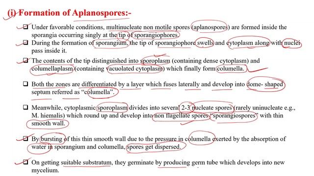 Mucor | Systemic Position | Characters | Structure | Reproduction | Fungi (Mycology) | SK Sir смотреть онлайн