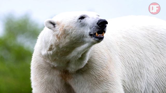 A FOCA NÃO VIU O URSO POLAR SE APROXIMAR POR DETRÁS DO GELO. смотреть онлайн