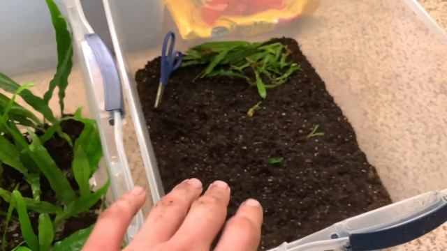 Java Fern Farm | Emersed Harvest and Propagation!!! смотреть онлайн
