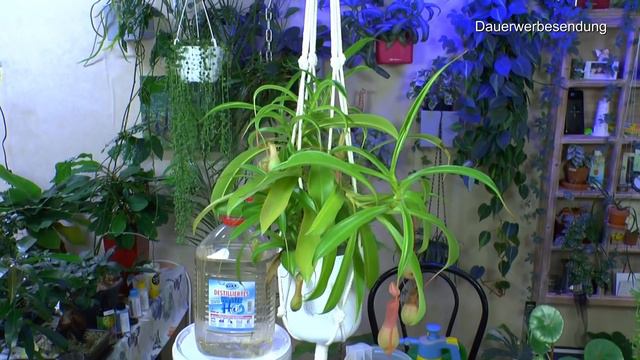 Mango und Zwergblattfahne Pflege, Alocasia im Wasser, Kannenpflanze mit Aquariumwasser und Wüstenr смотреть онлайн