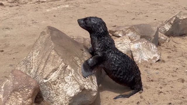CAPE CROSS SEAL смотреть онлайн