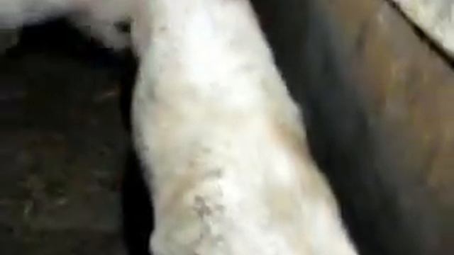 Поросята на откорме смотреть онлайн