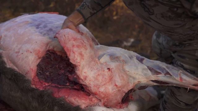 How-To remove and de-bone a big game hind quarter with Remi Warren смотреть онлайн