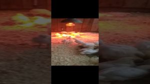 кальций применение при выращивании бройлеров