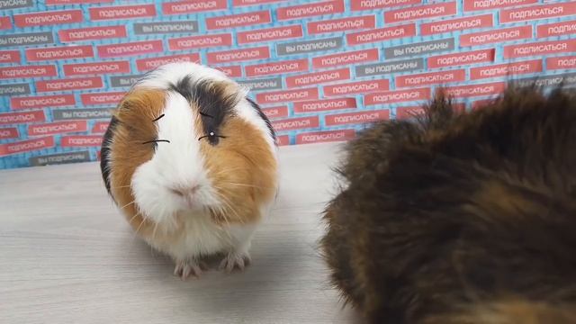 КАК СДЕЛАТЬ ТЫКВУ НА ХЭЛЛОУИН СВОИМИ РУКАМИ РАССКАЖЕТ СВИНКА БУЗЯ смотреть онлайн