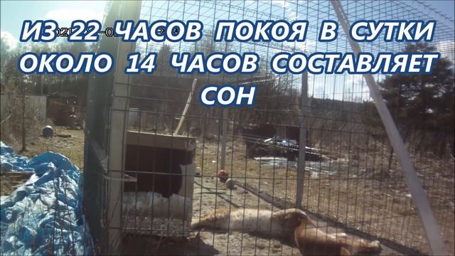 Осталось  полтора  месяца  до  рождения  рысят.Интересное  поведение  рысей.