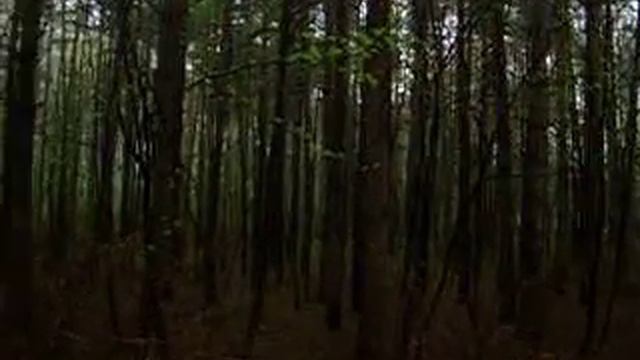 Утро, лес, часть 1 смотреть онлайн