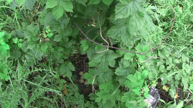 Как найти гнездо фазана, как и куда ставить петли силки и ловушки смотреть онлайн