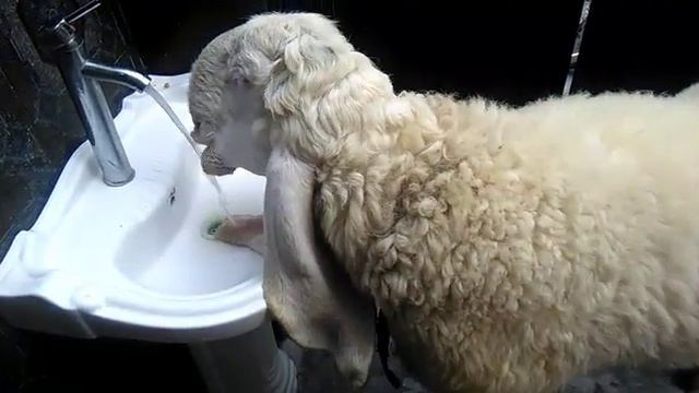 Chatra 125 смотреть онлайн