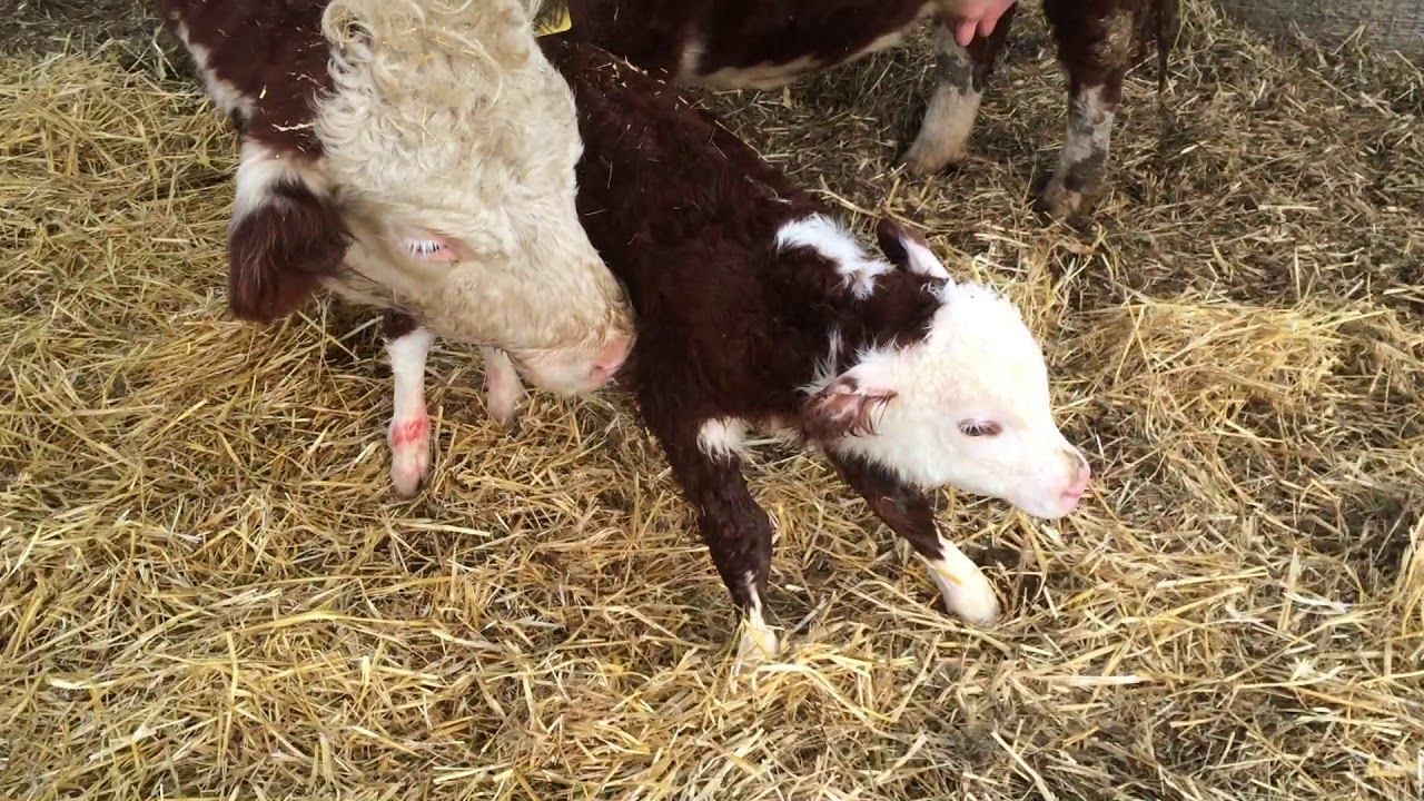 Утренний отел в КФХ 