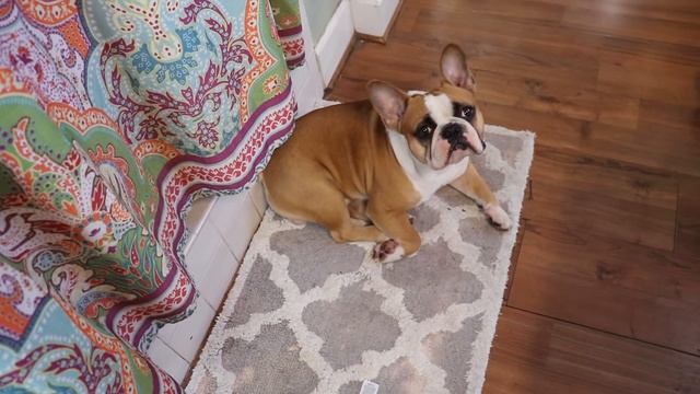 Glow Up 2020 Crazy Plant Lady Style | Platinum Blonde DIY смотреть онлайн