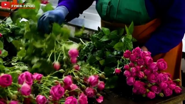 Выращивание и сбор роз в тепличном комбинате "Юг-Агро" 种植和采摘玫瑰 Growing and picking roses смотреть онлайн