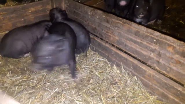 вислобрюхие вьетнамские свинки ( поросята) смотреть онлайн