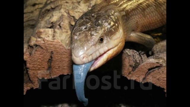 Удивительные соседи. Исполинские ящерицы смотреть онлайн