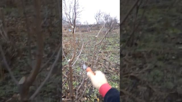 Слива. ОБРЕЗКА СЛИВЫ С УЗКОЙ КРОНОЙ. смотреть онлайн