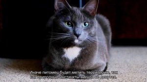 Почему кошка гадит на кровать: причины и как отучить