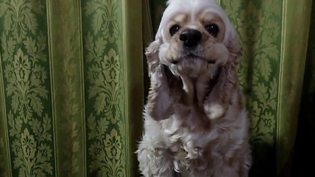 Американский кокер спаниель - команда Голос! смотреть онлайн