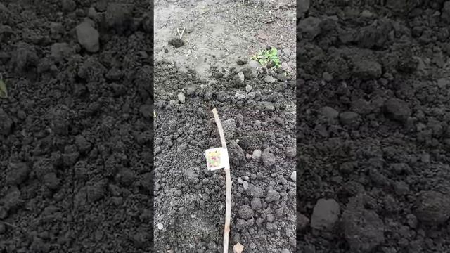 Весенняя посадка плодовых деревьев в Маю смотреть онлайн