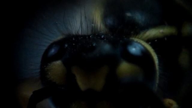 frozen wasp смотреть онлайн