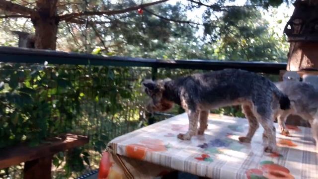 Строим вольер для маленьких собачек. смотреть онлайн