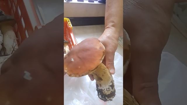 грибники смотреть онлайн