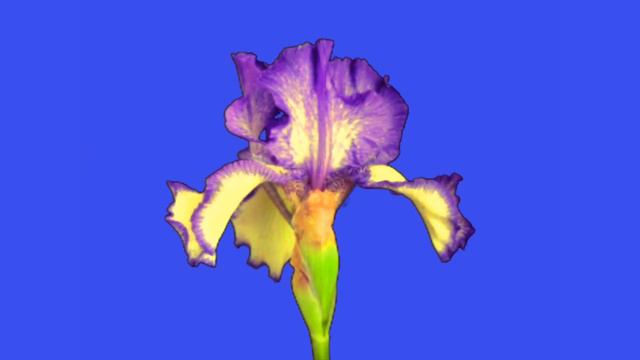 TIME LAPSE FLOWER BLOOMING green screen 1080p смотреть онлайн