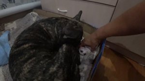 Французский бульдог роды. Эксклюзивные щенки от Бони. French bulldog birth.