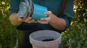 The Garden Gurus - Osmocote for Cacti & Succulents