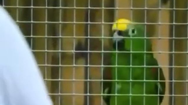 Попугай Чико поет песню Бейонсе смотреть онлайн