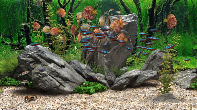 Dream Aquarium - Mixed #6 (4K)