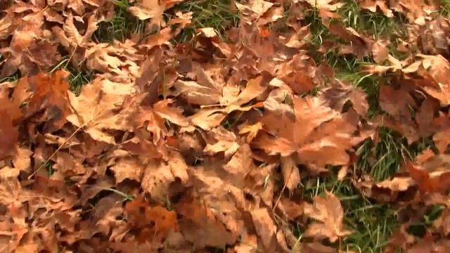 Dead Leaves. Опавшая листва (1561sp) смотреть онлайн