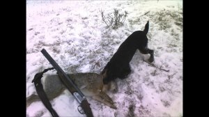 Ягдтерьер (Jagdterrier)