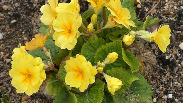 Primula X Polyantha ´You And Me YELLOW F1´